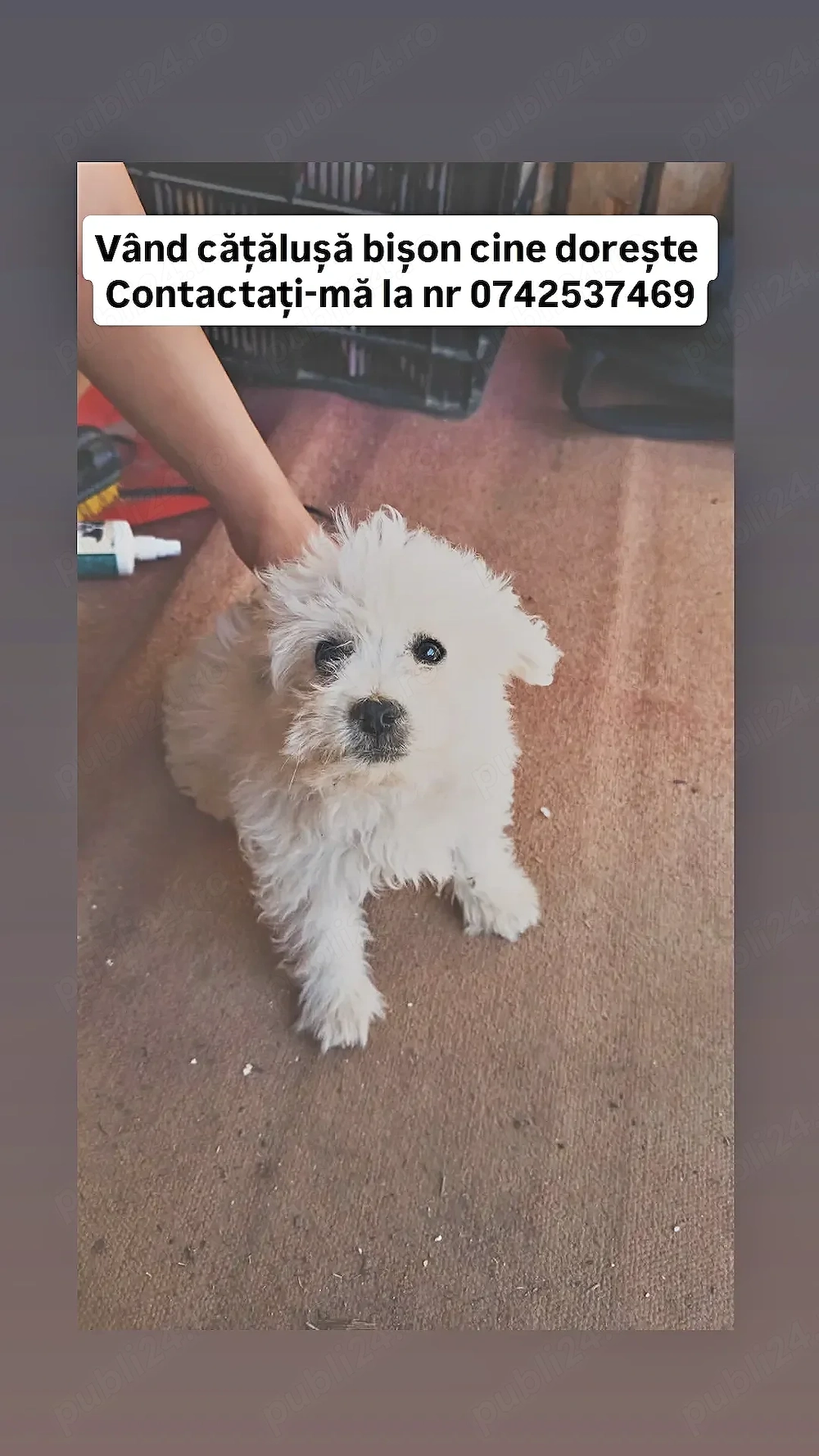  Cățelușă Bichon de vânzare   Se vinde cățelușă Bichon, foarte frumoasă, jucăușă și afectuoasă. 