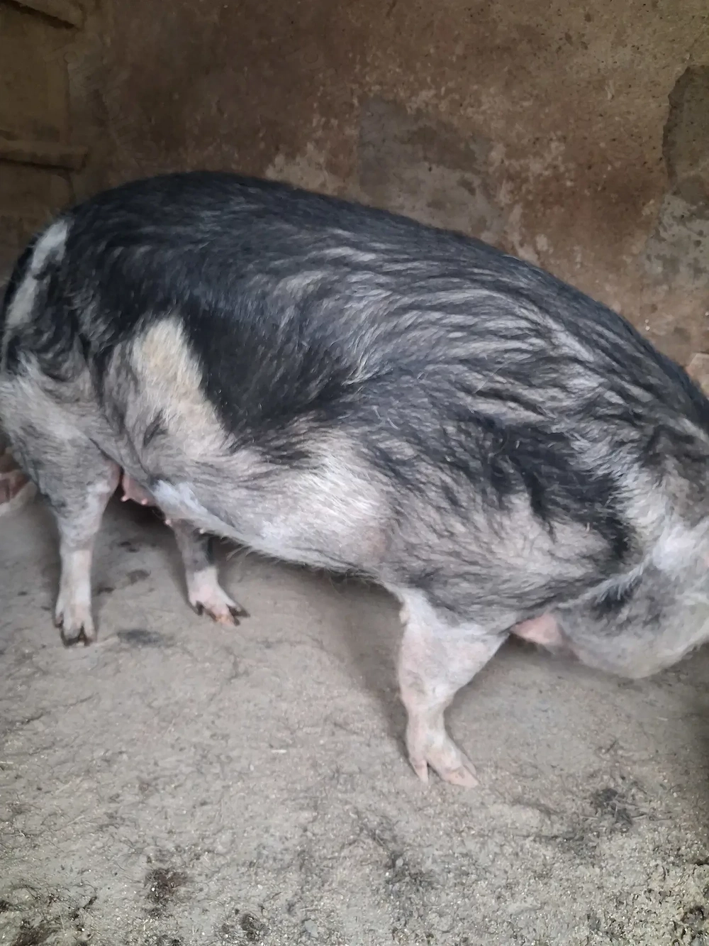de vanzare scroafă nefătată 200...210 kg 
