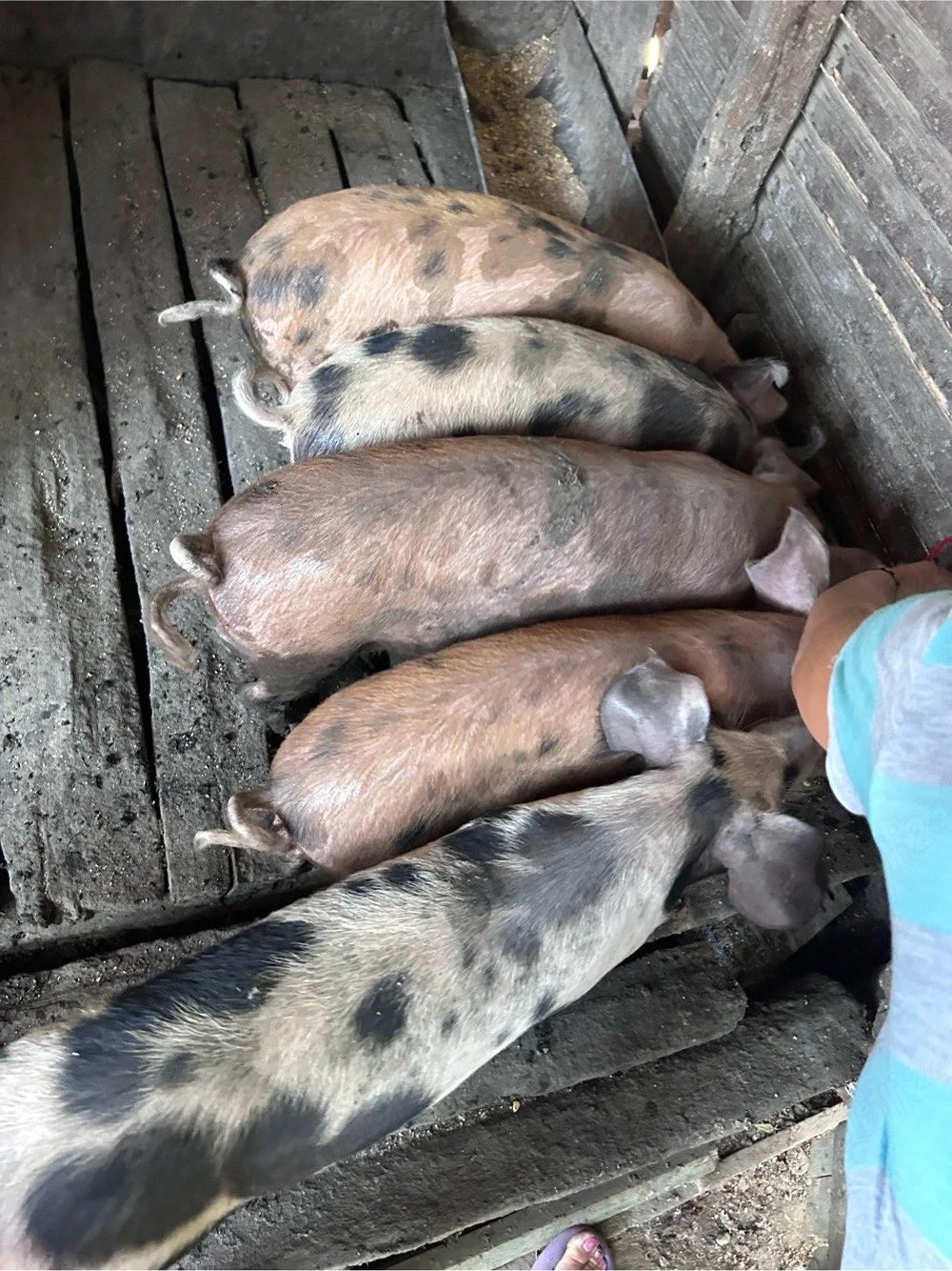 Porci de vanzare 