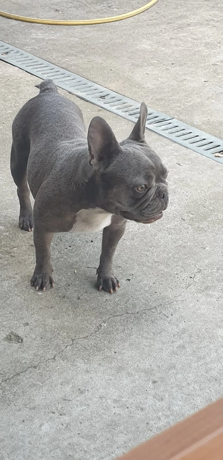 Bulldog francez, femela plus un mascul,puiul ei