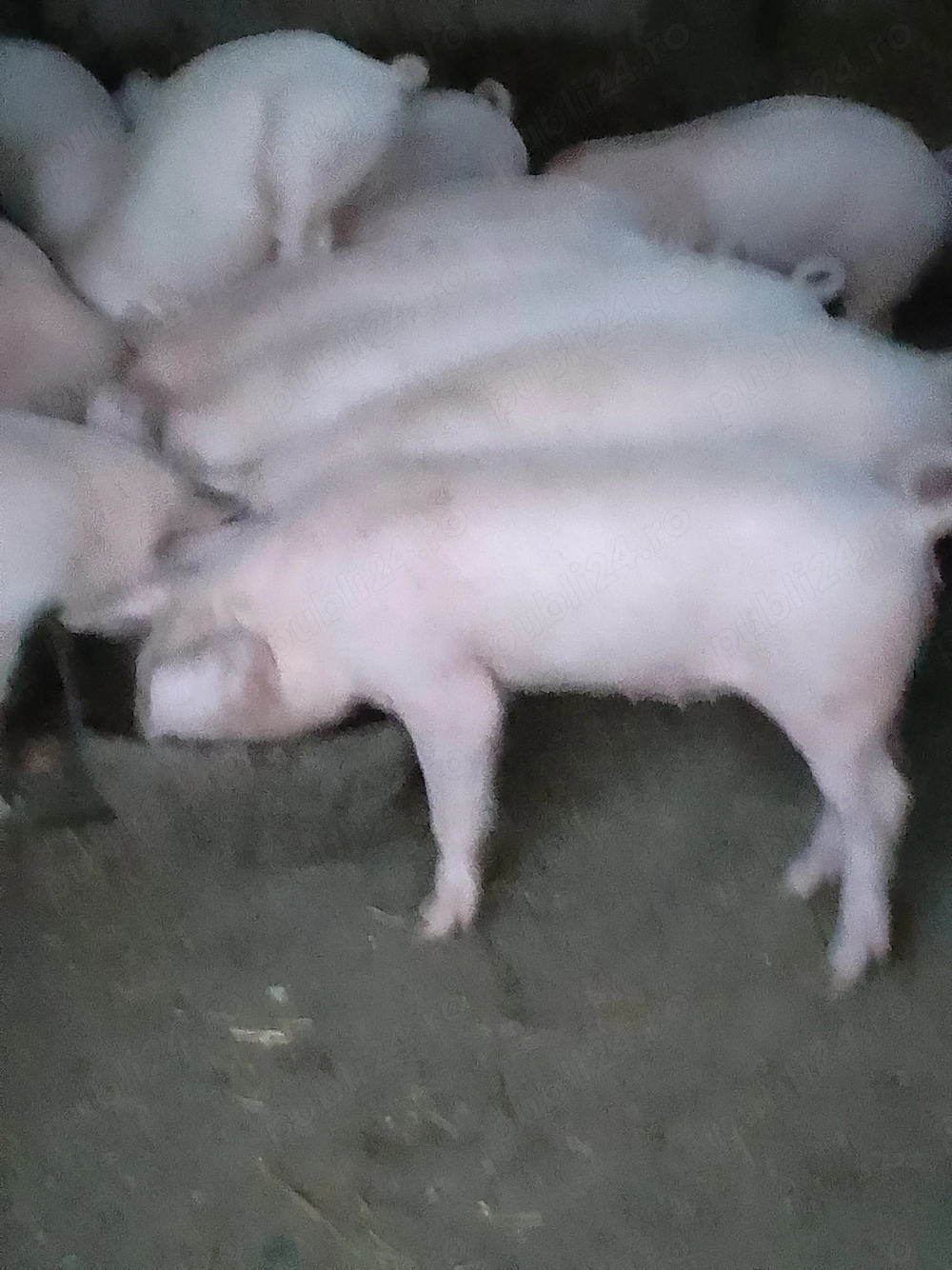 Vând purcei landrace și petrain!