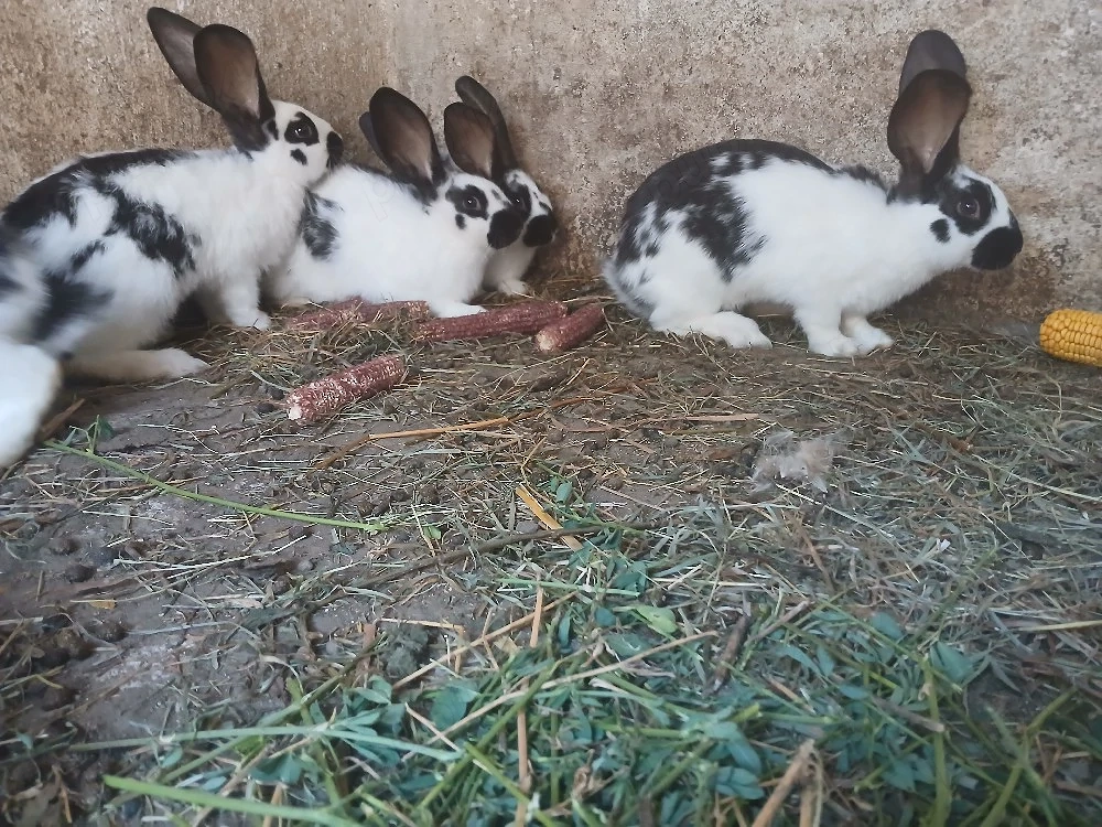 Iepurasi de 3 luni