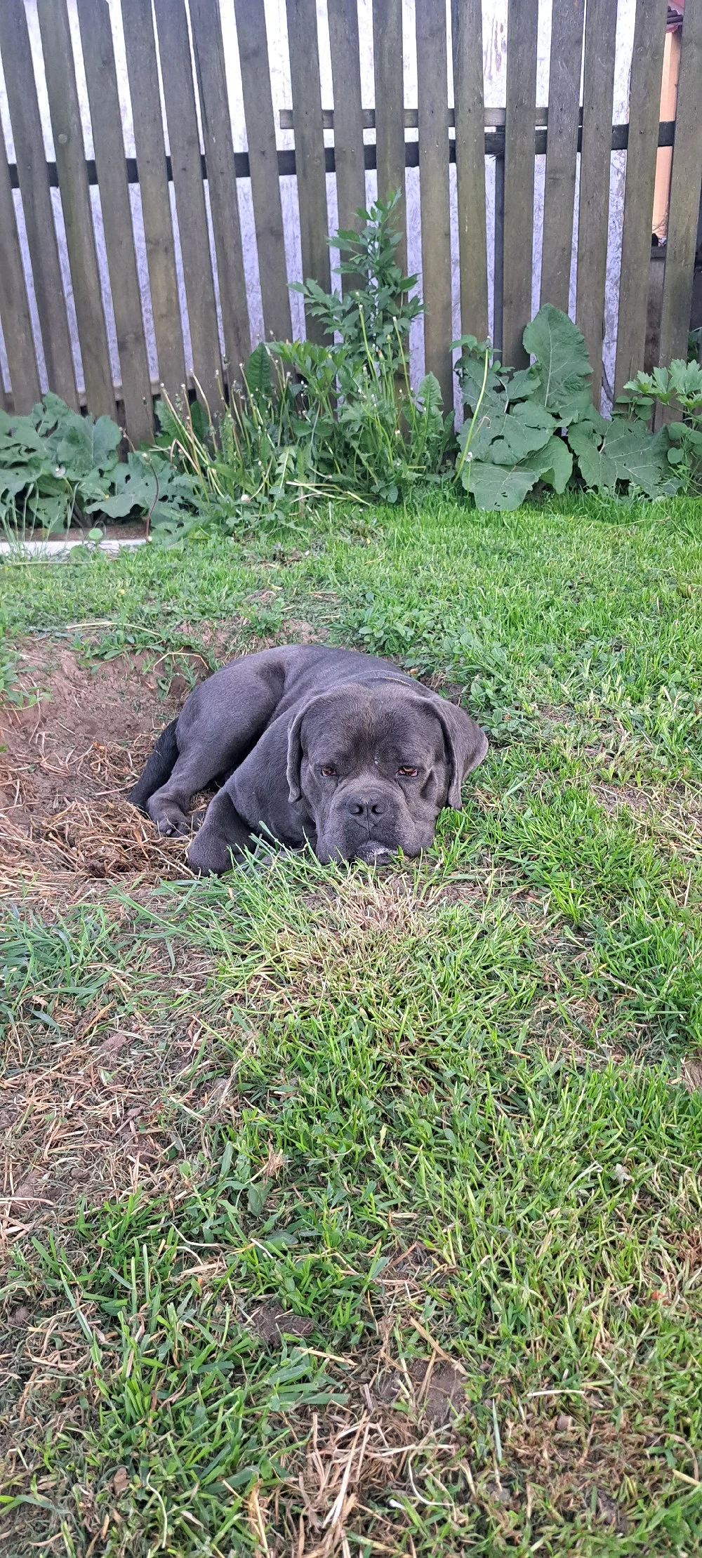 Catelusi Cane corso,au 10 saptamanitoata schema de vaccinare,carnet de Sanatate