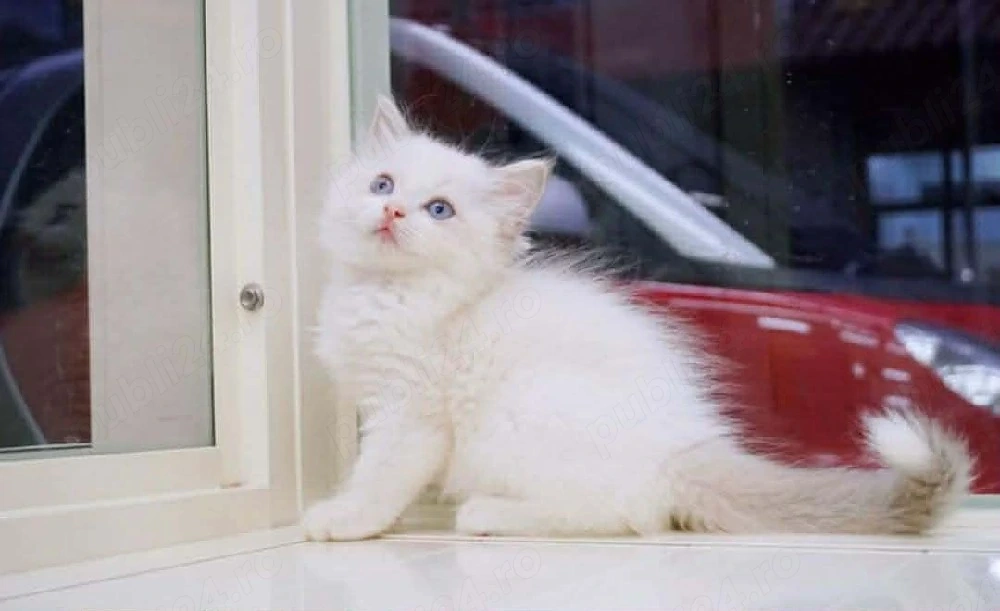 British Shorthair frumosi