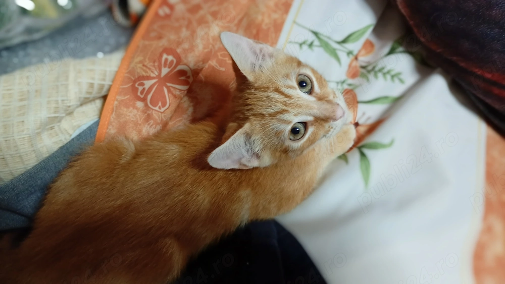 MOTANASH - pentru Adoptzie in apt., mun. IASI