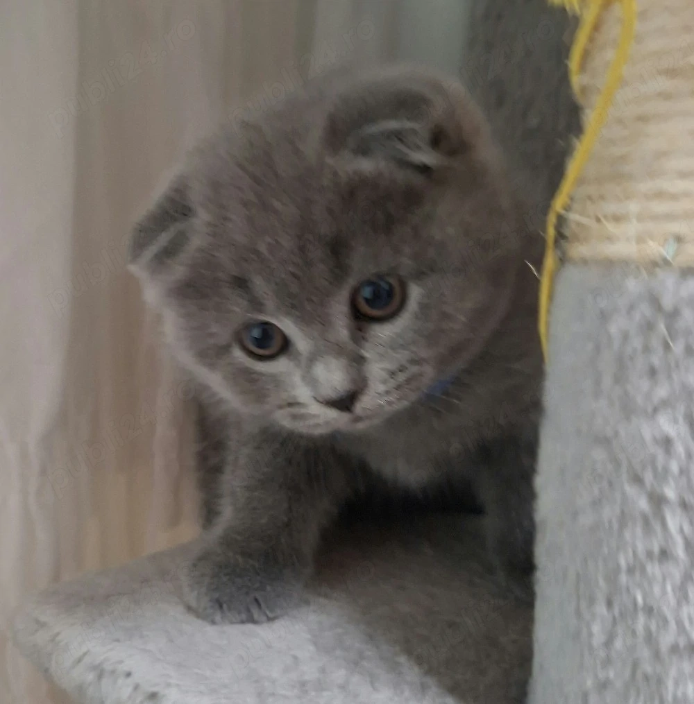 Vand pui Scottish fold