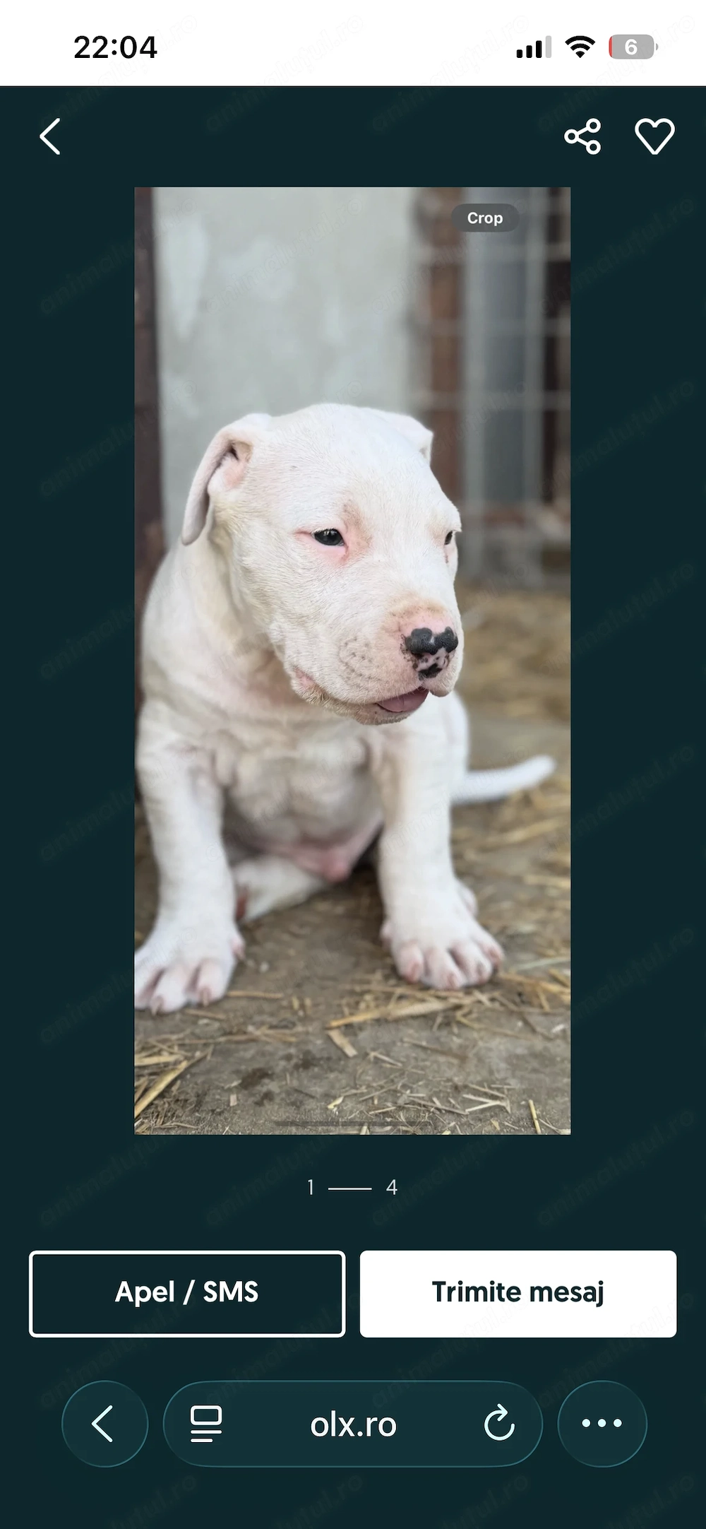 Dog Argentinian 