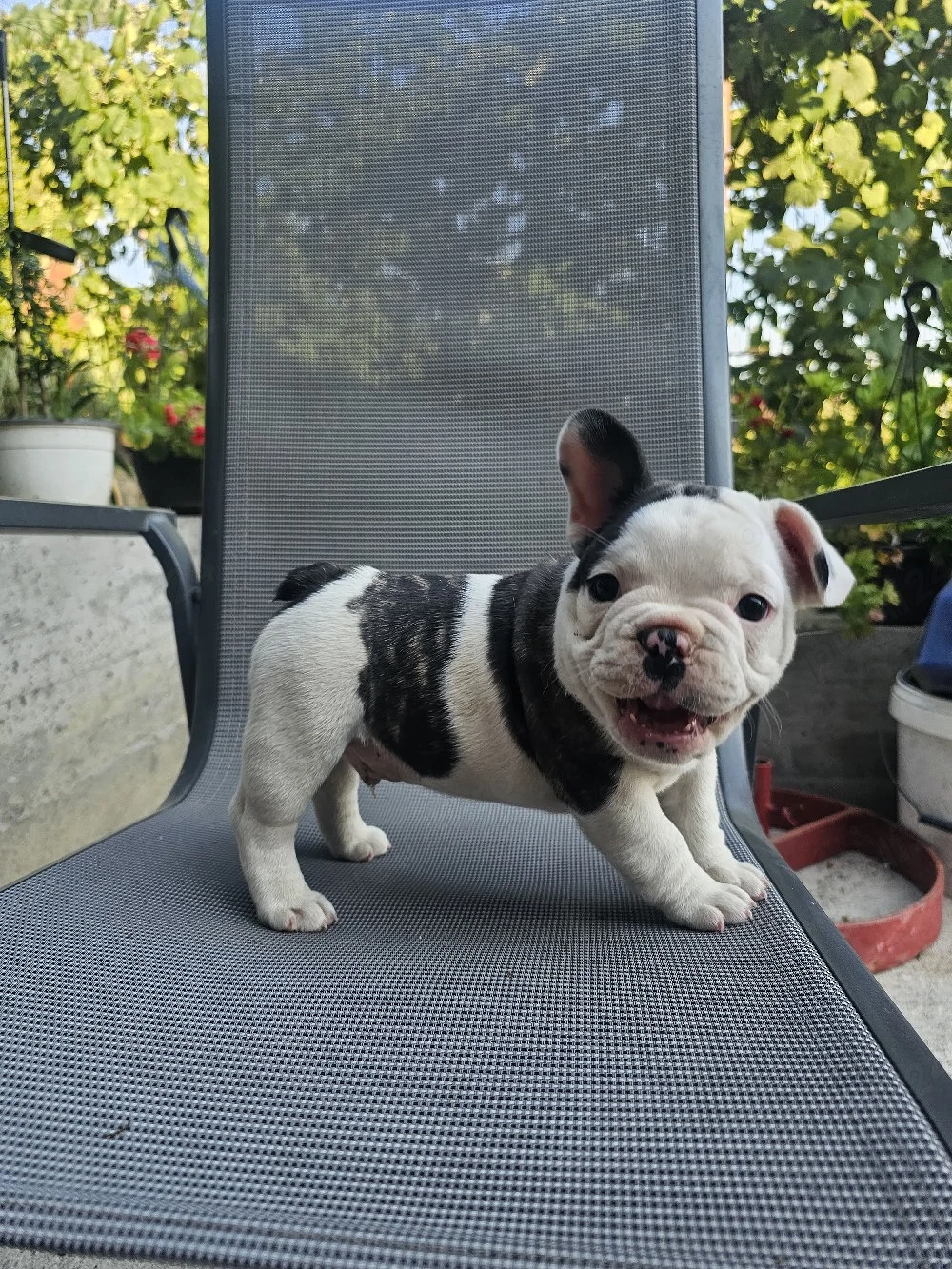 Bulldog francez băiat 