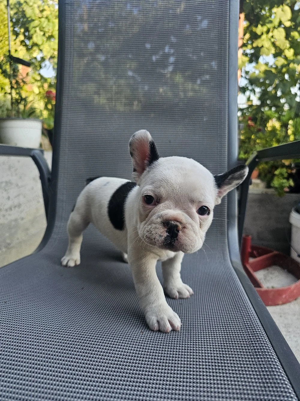 Bulldog francez băiat 