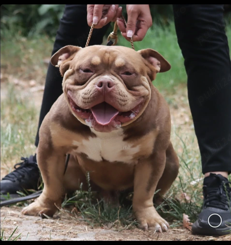 American Bully Pocket