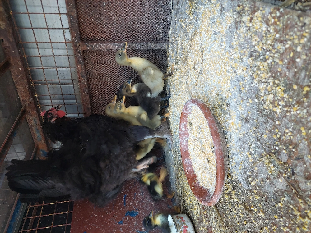 Vând clota cu 12 pui de rața 