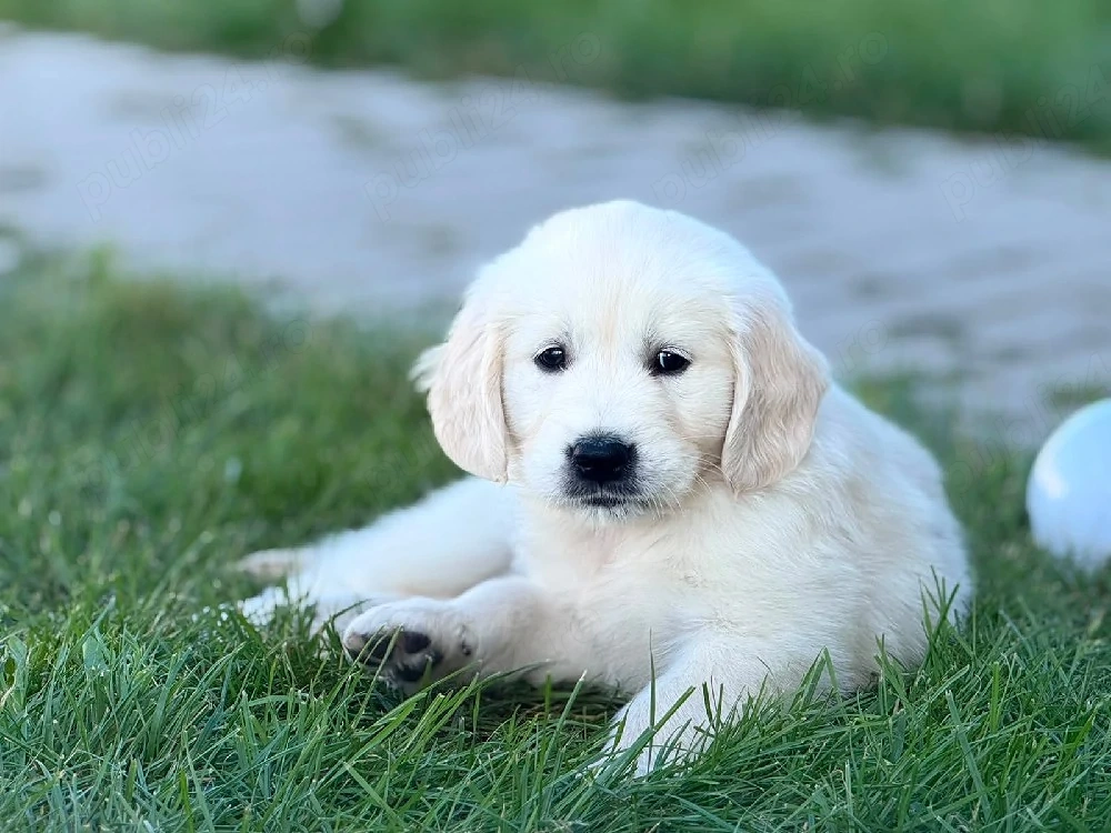 golden retriever 