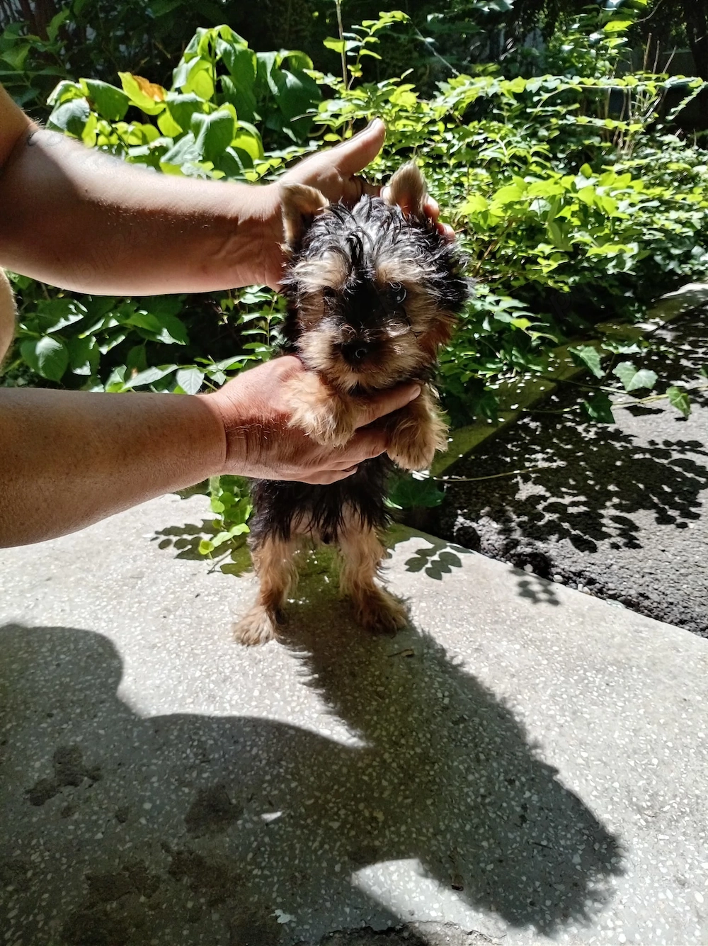 Yorkshire terrier baiatel , doua vaccinuri!