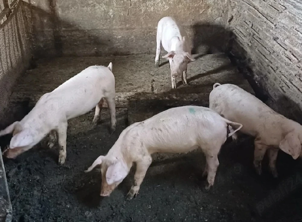 Purcei de vanzare 