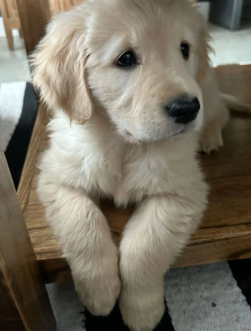 Labrador Golden retriever 
