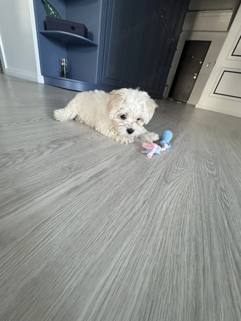 Caniche pudel mini toy