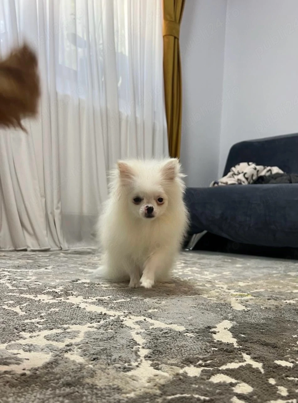 Mascul pomeranian cu pedigree