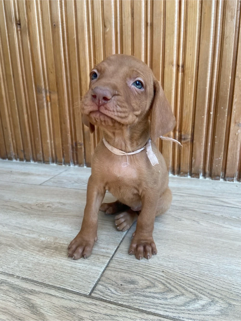 4 cățeluși Brac Maghiar (Vizsla Maghiară) 