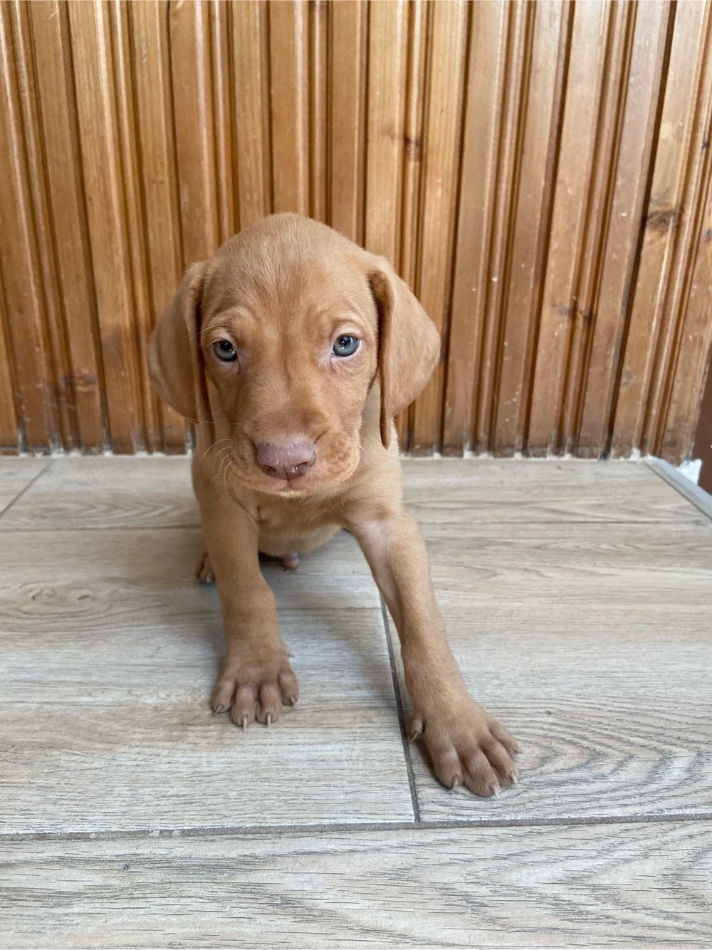 3 cățeluși Brac Maghiar (Vizsla Maghiară) 
