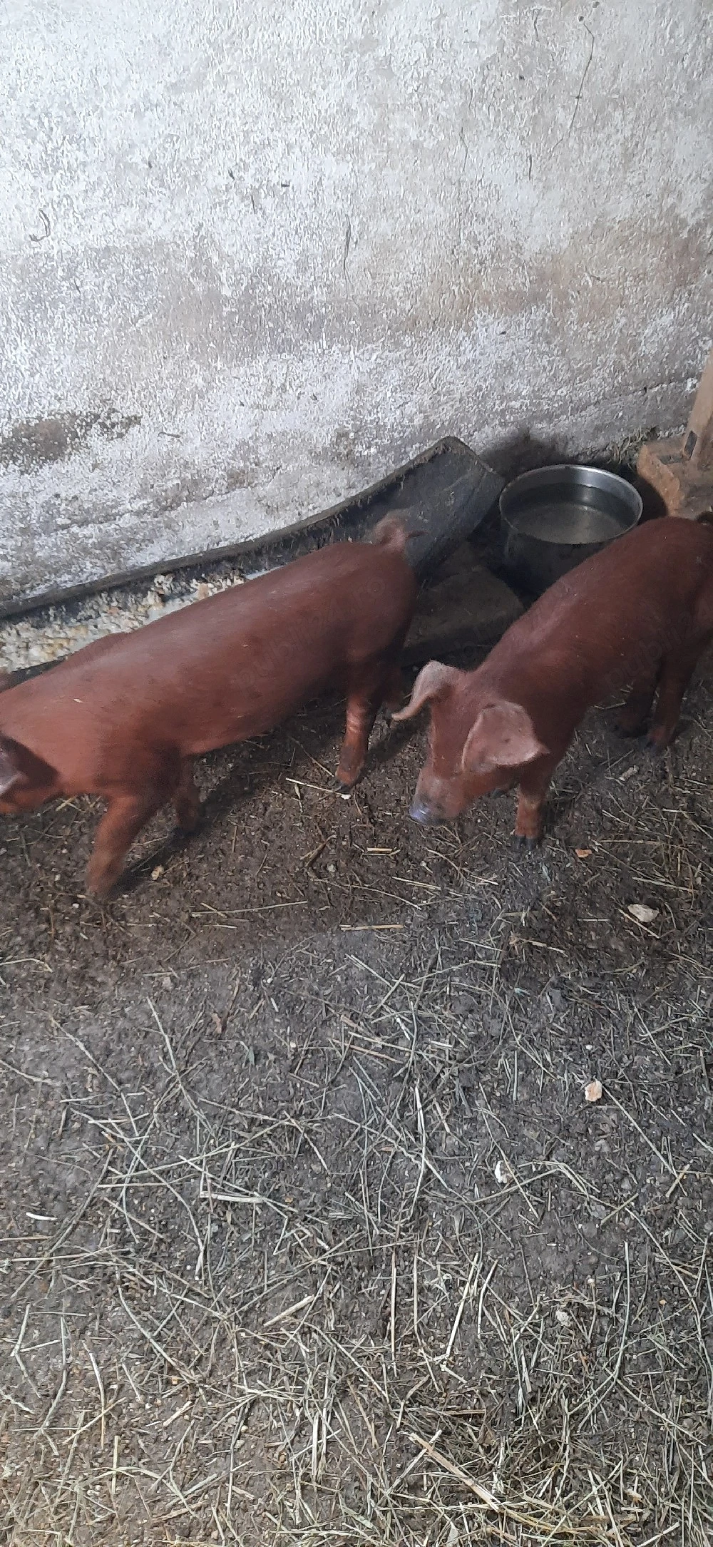 2 scrofite duroc 300 lei bucata 