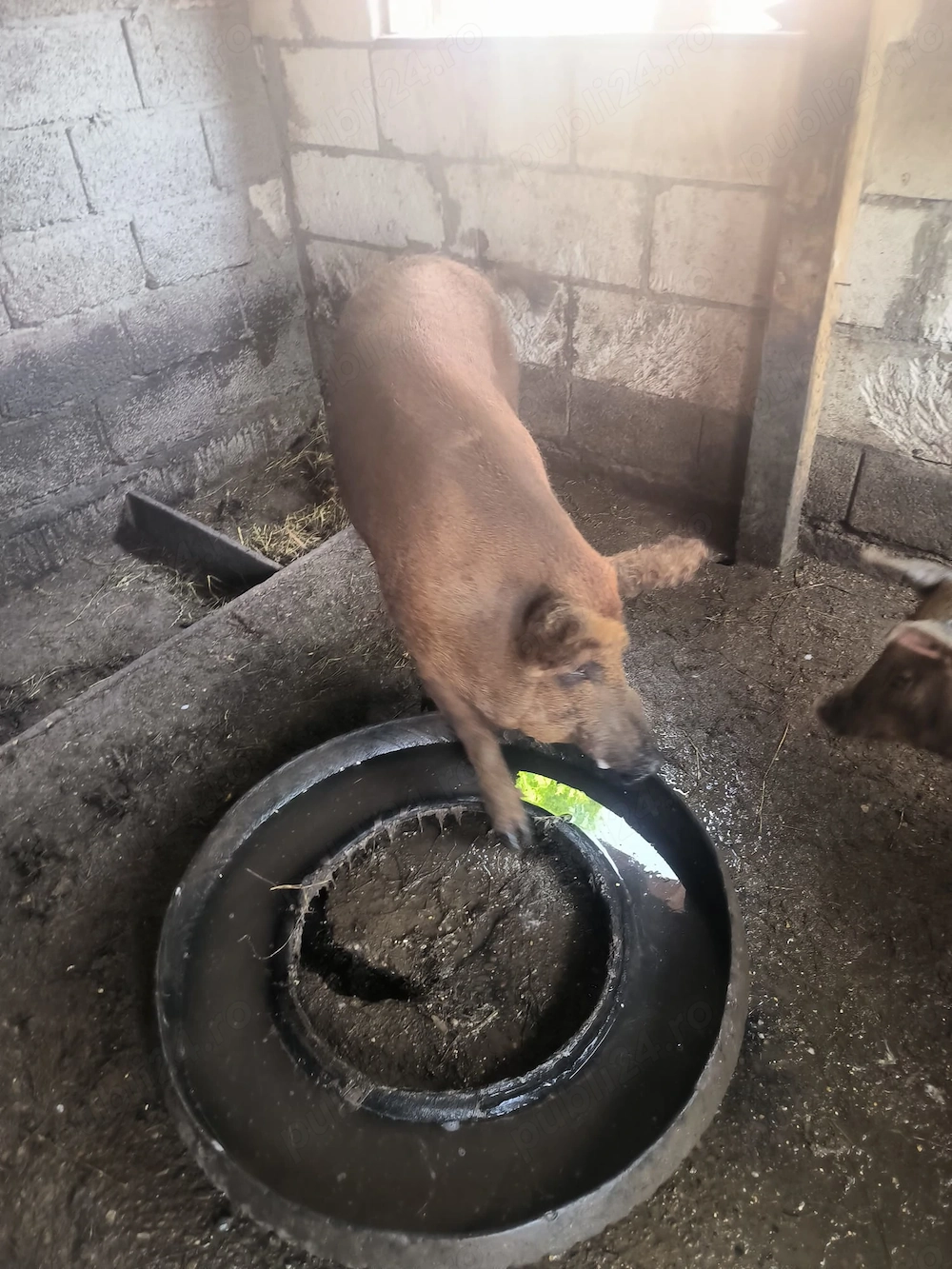 Vand vier Mangalita si sau scroafa gestanta 