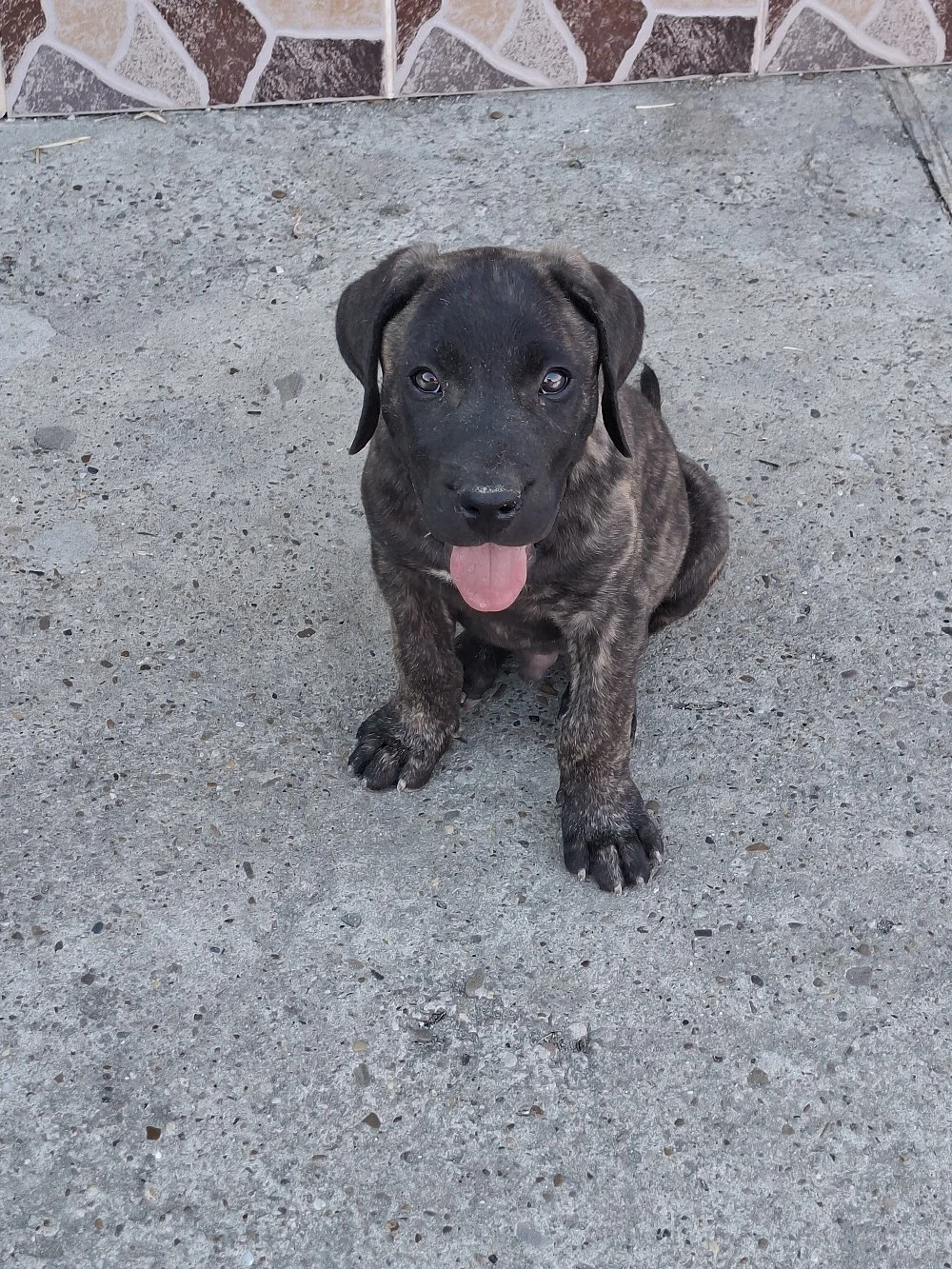 presa canario