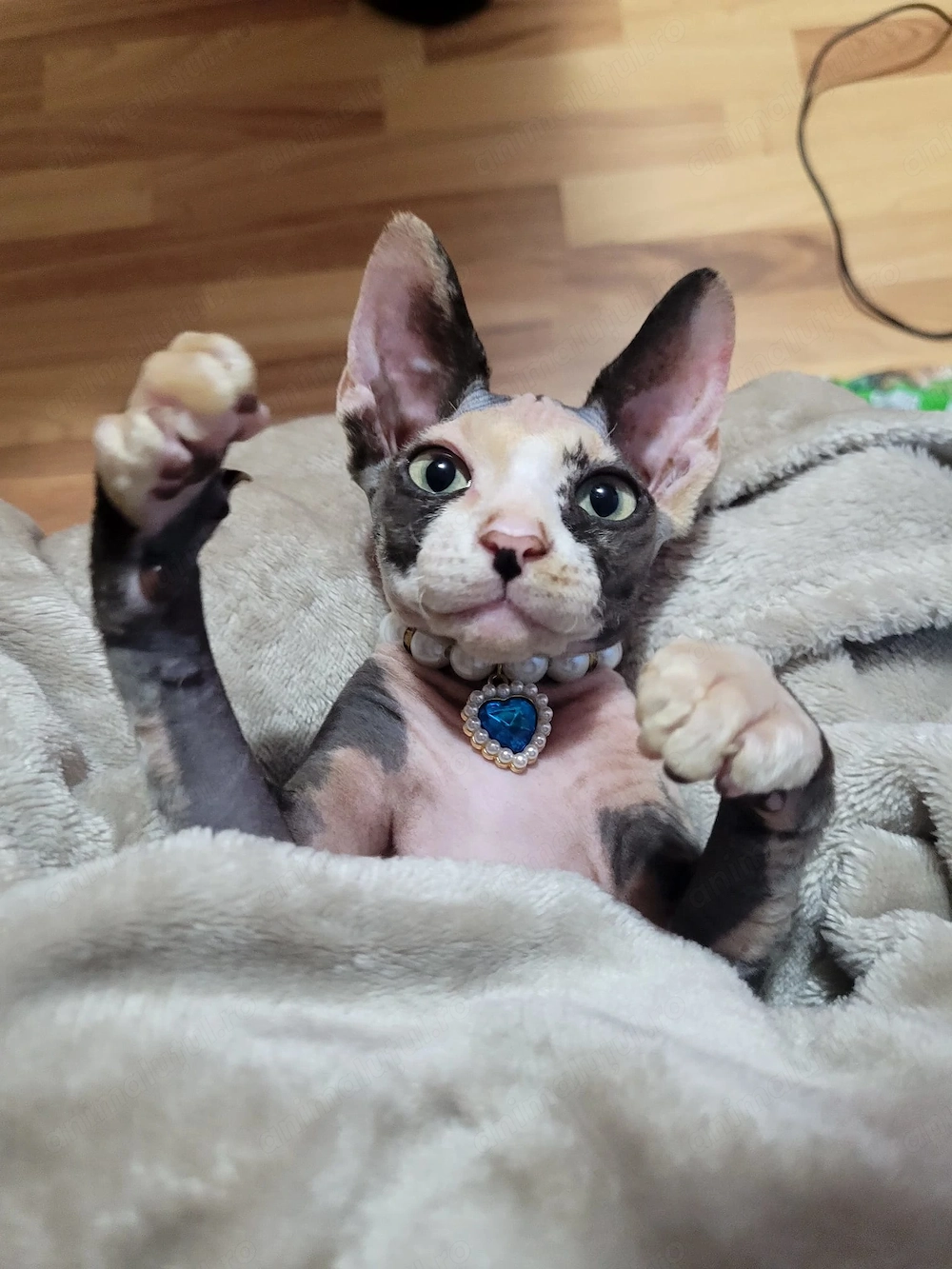 Fetita sphynx sfinx calico