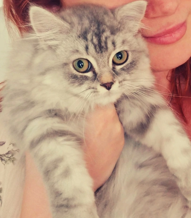 pui British Longhair 