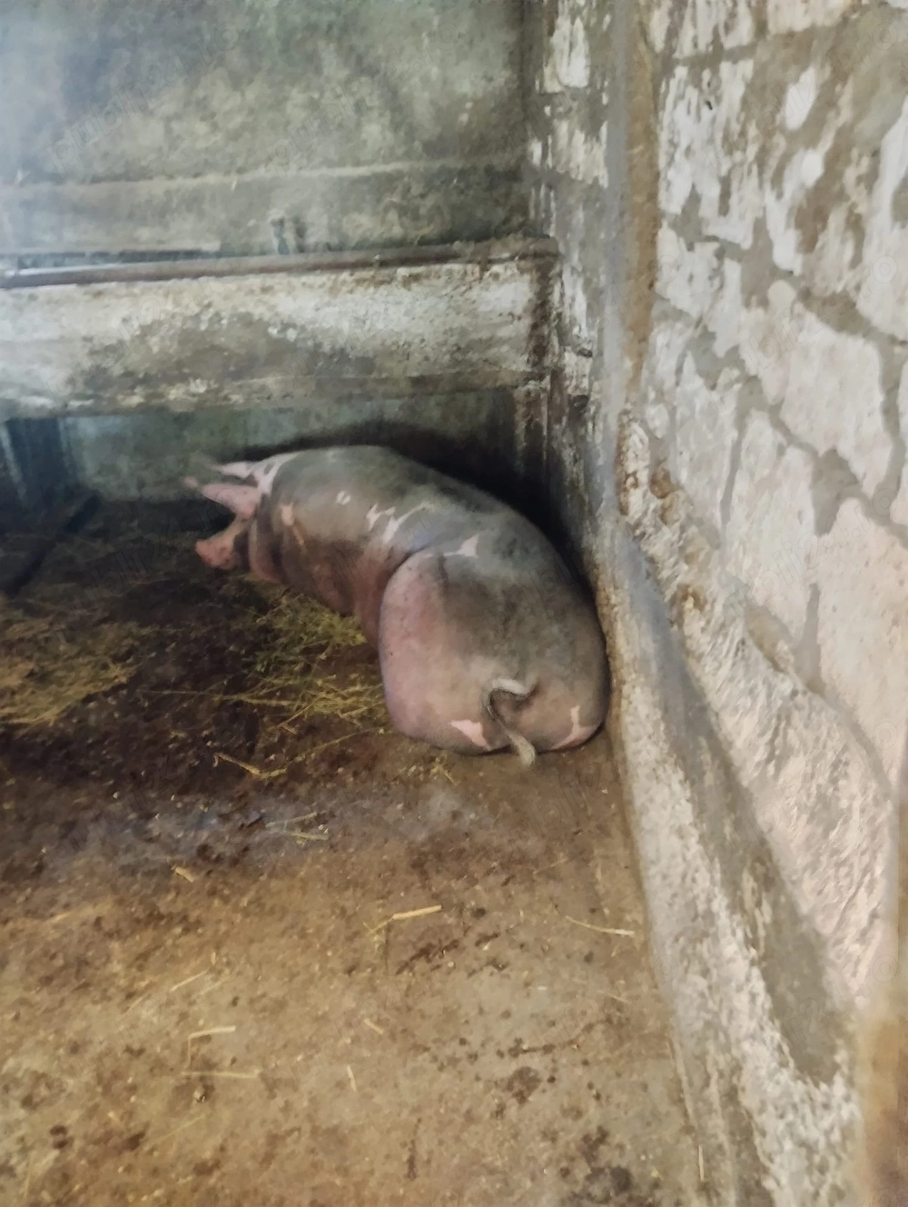 Porci de vânzare +250kg, 15 lei  kg