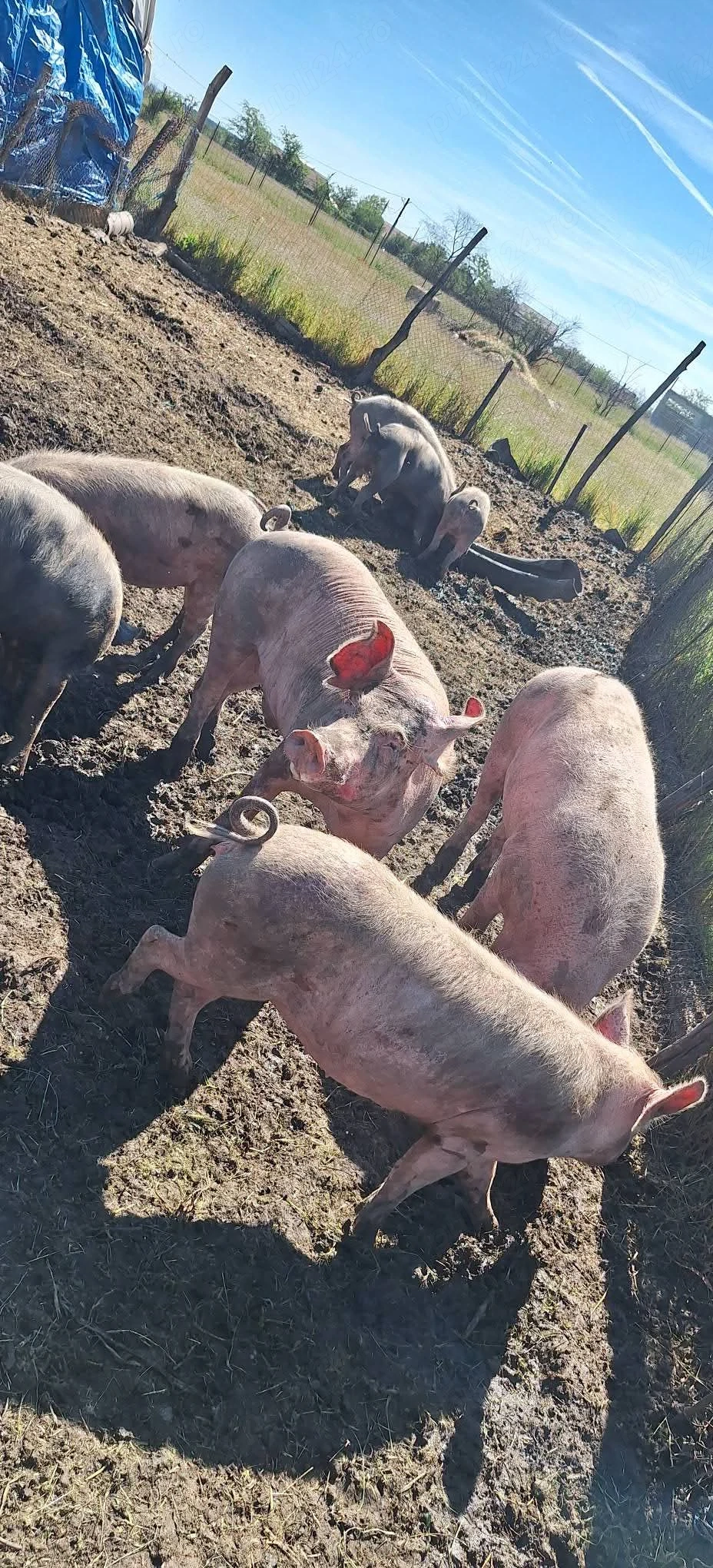 Vand porci crescuti bio 