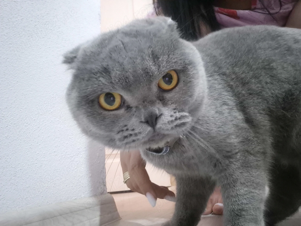 Pisic Scottish Fold si pisica Scottish Straight au aproape 1 an 