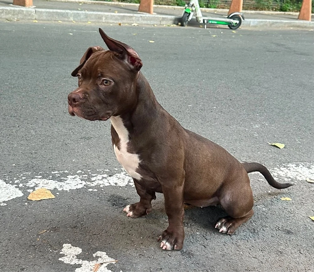 American Bully Pocket