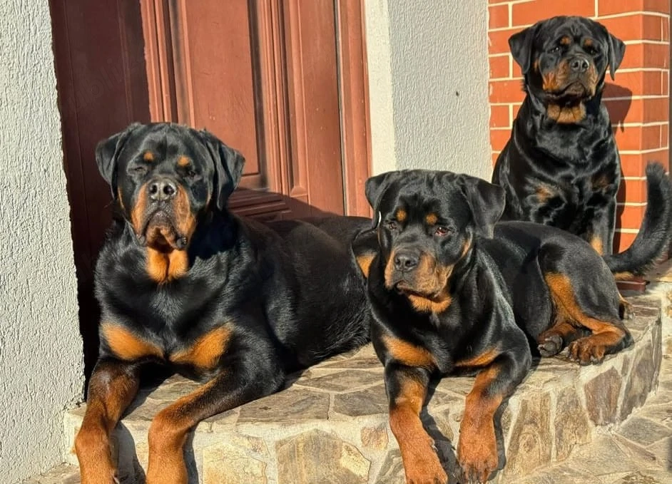 Rottweiler femelă   13 luni   pedigree FCI   pază și familie