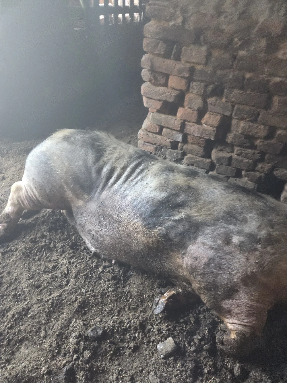 vand porc 300kg