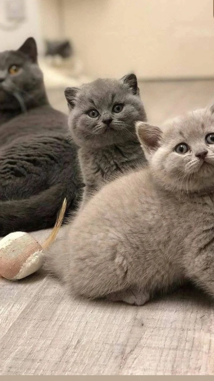 Fetita si baietel british shorthair