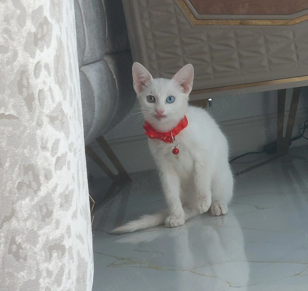 Motan angora
