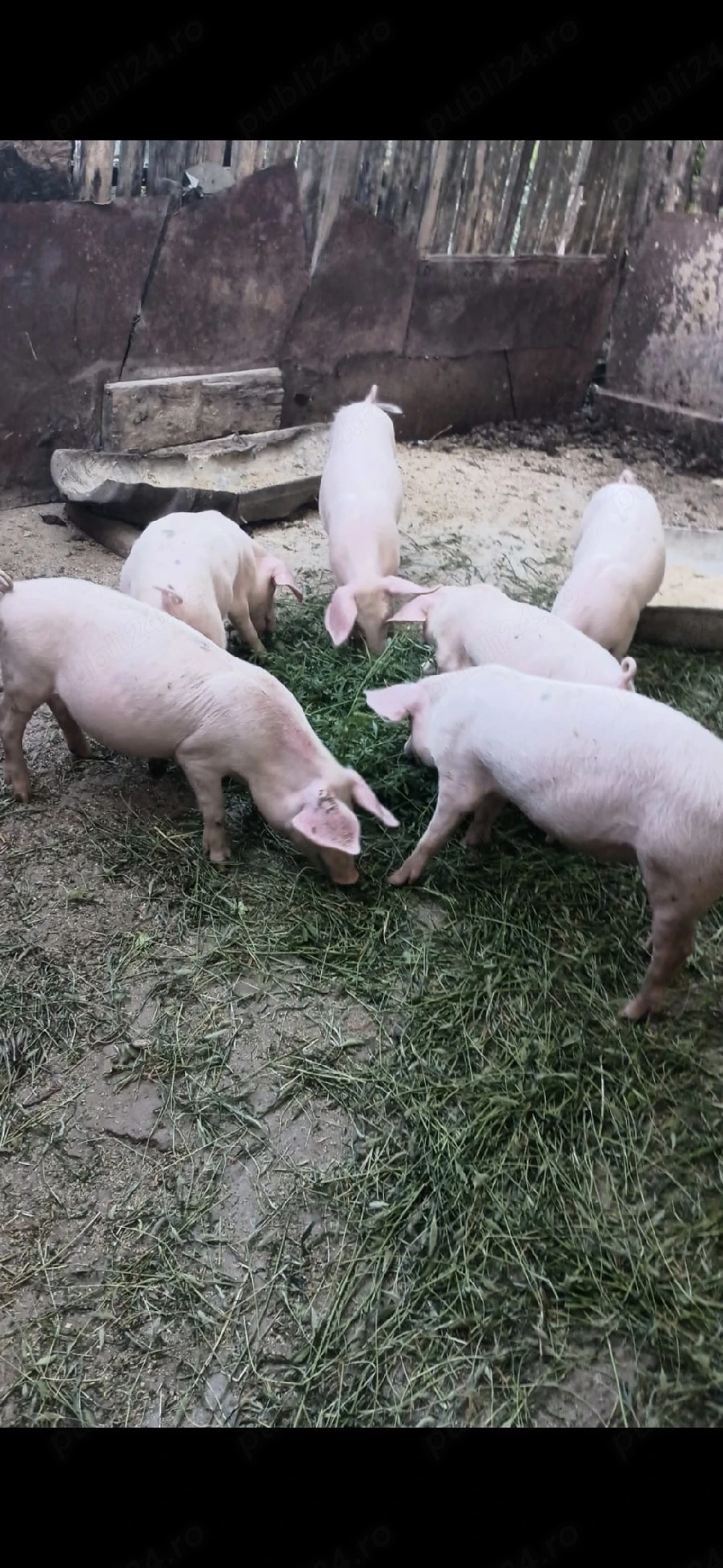 purcei de 3 luni