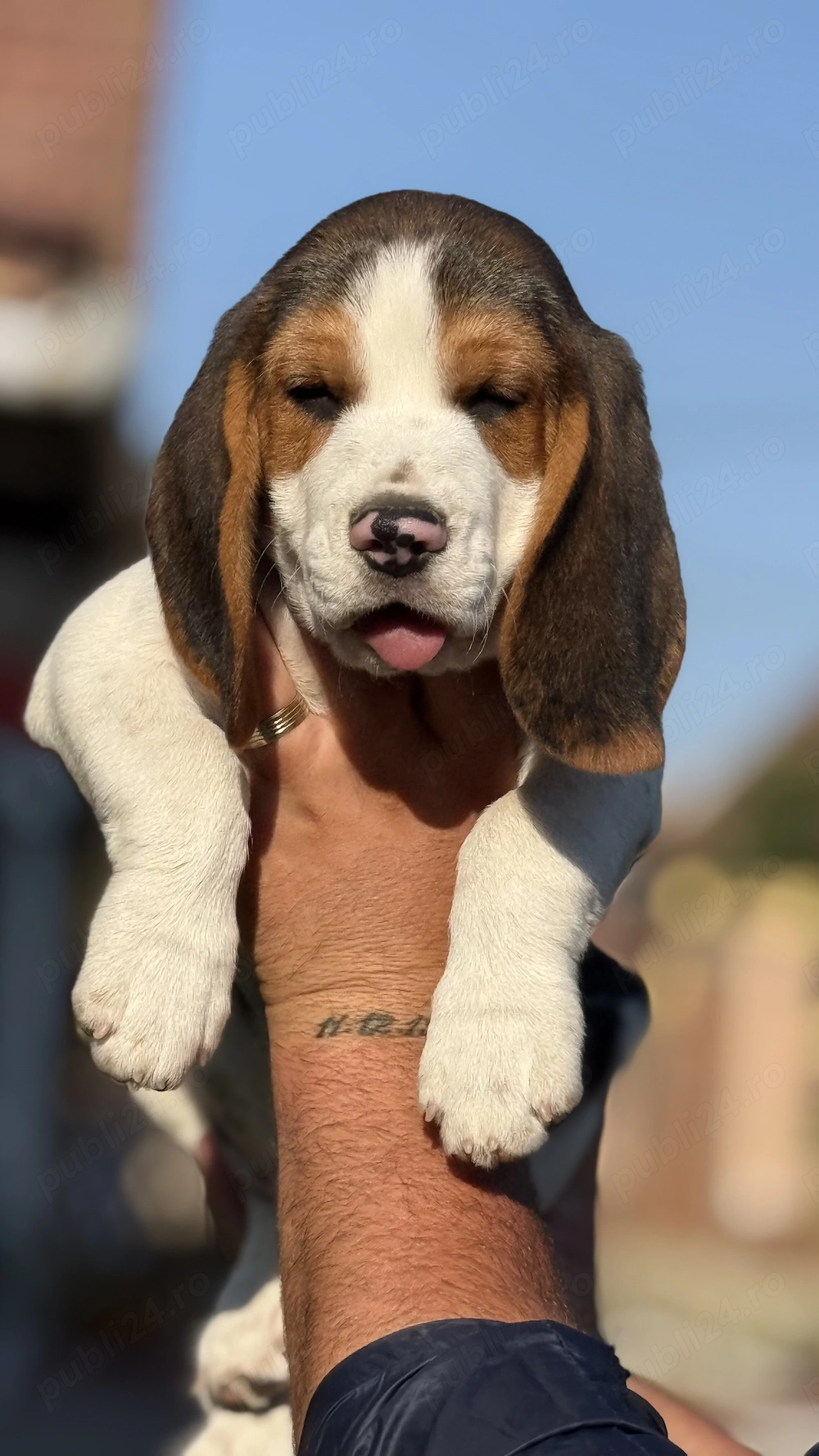 Un Beagle Minunat
