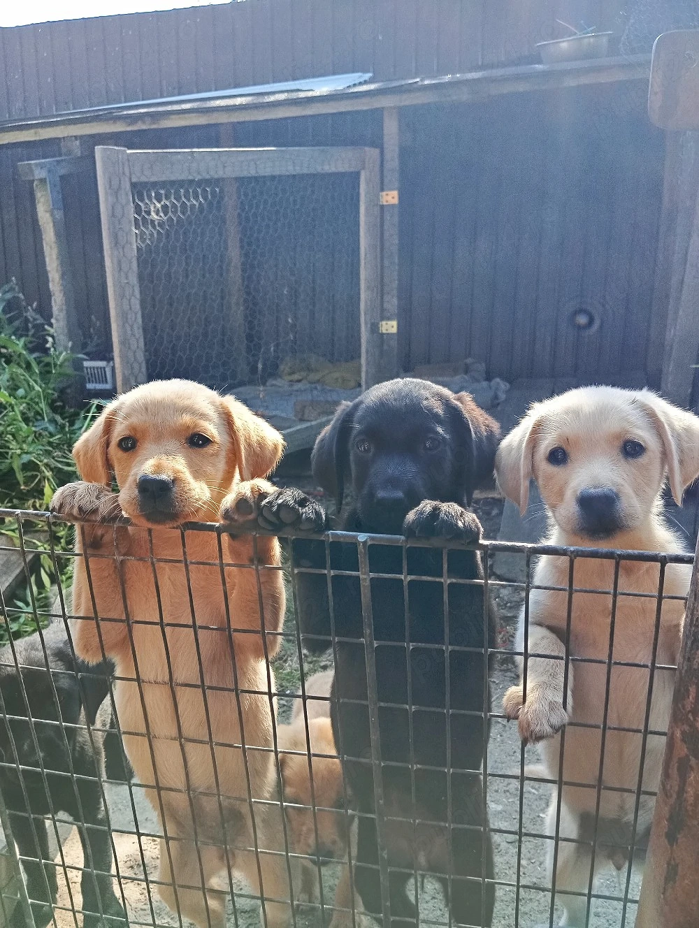 Puiuți de Labrador 