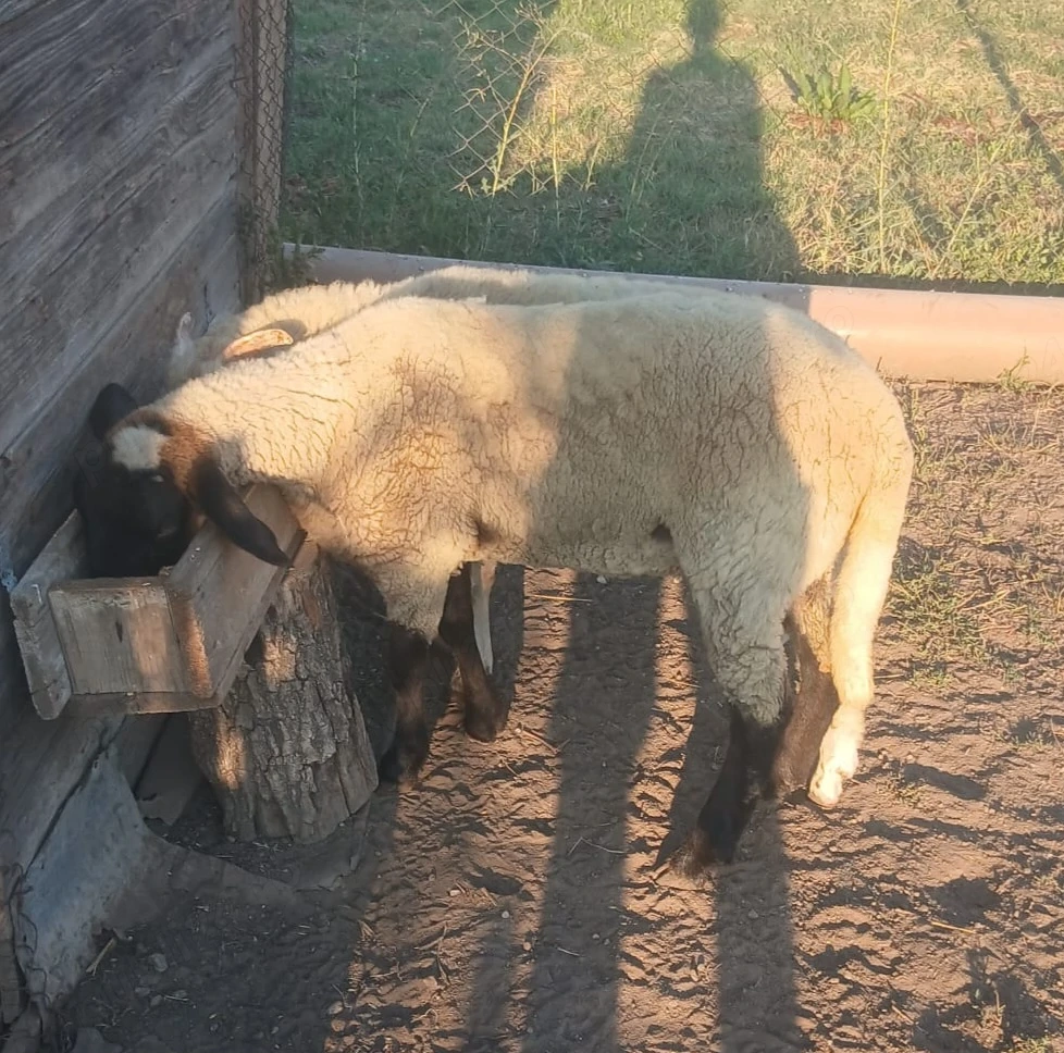 De vânzare doi miei buni 