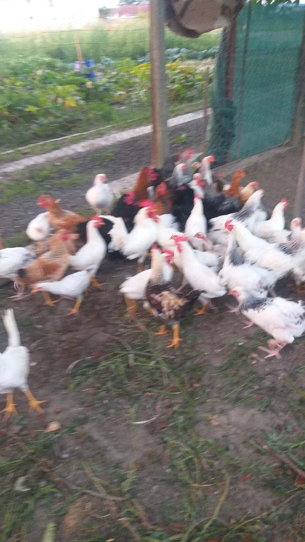 cocosi Leghorn Sussex de casa