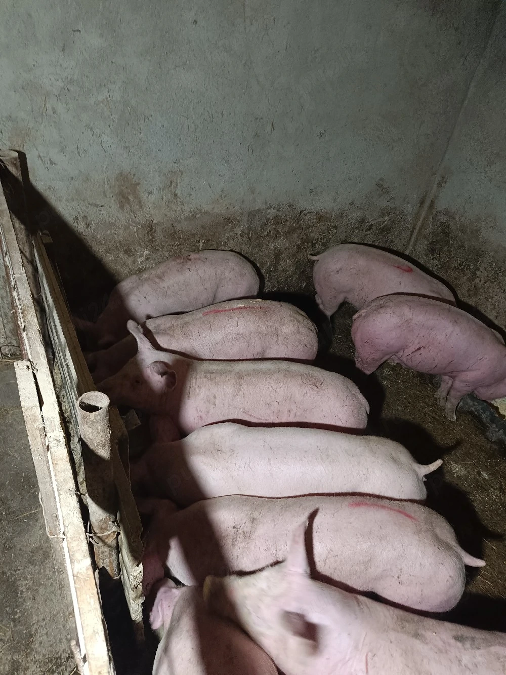 de vanzare porci