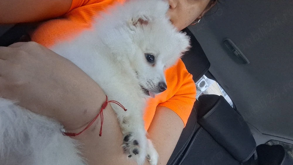 Pomeranian mini toy alb