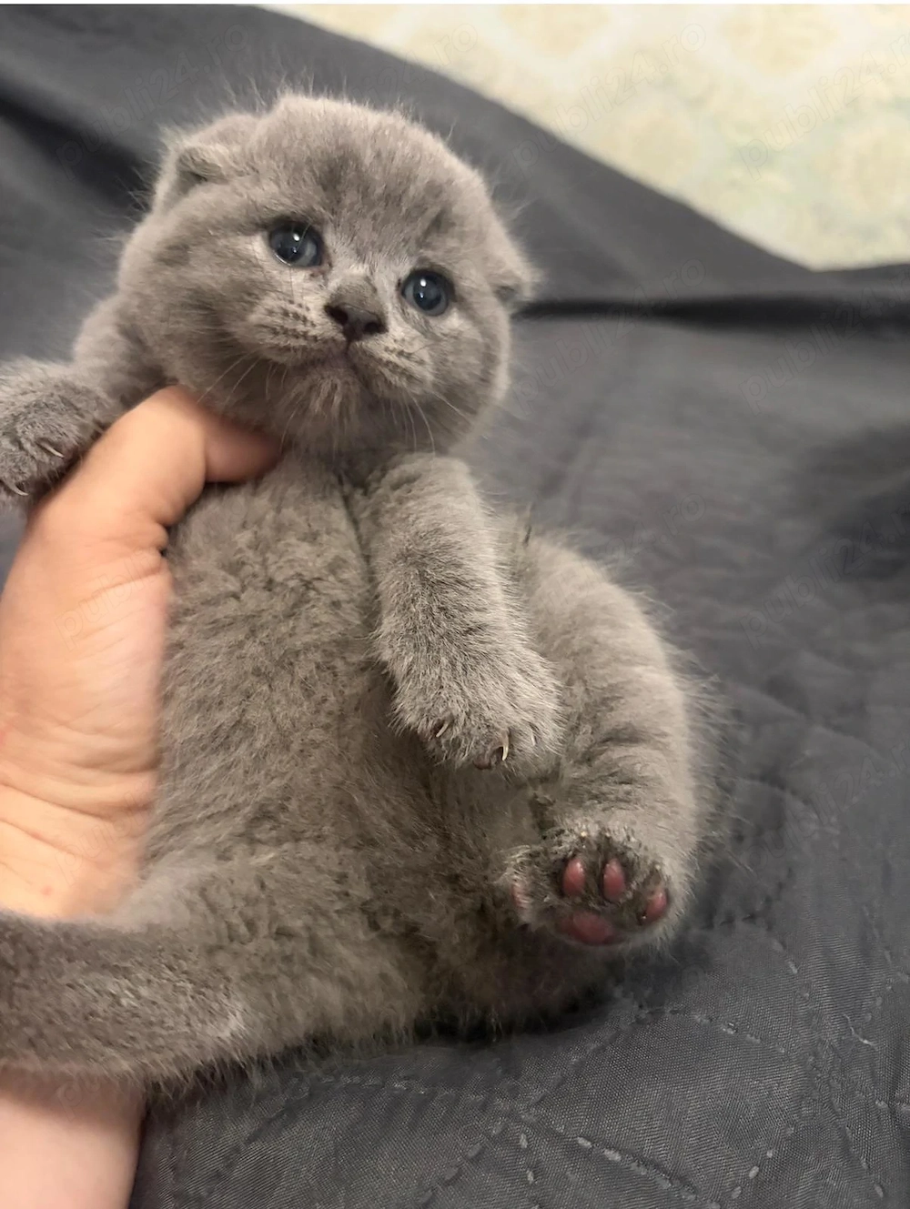 Scottish fold si British shorthair