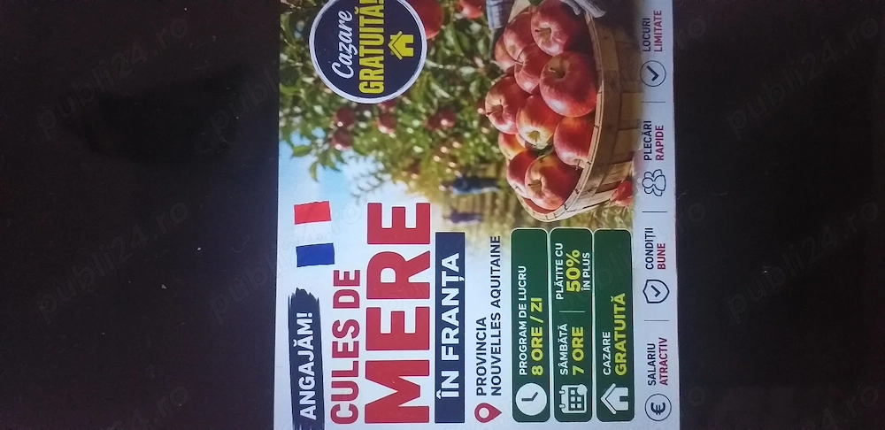 Se caută cuplu pentru  cules  mere 