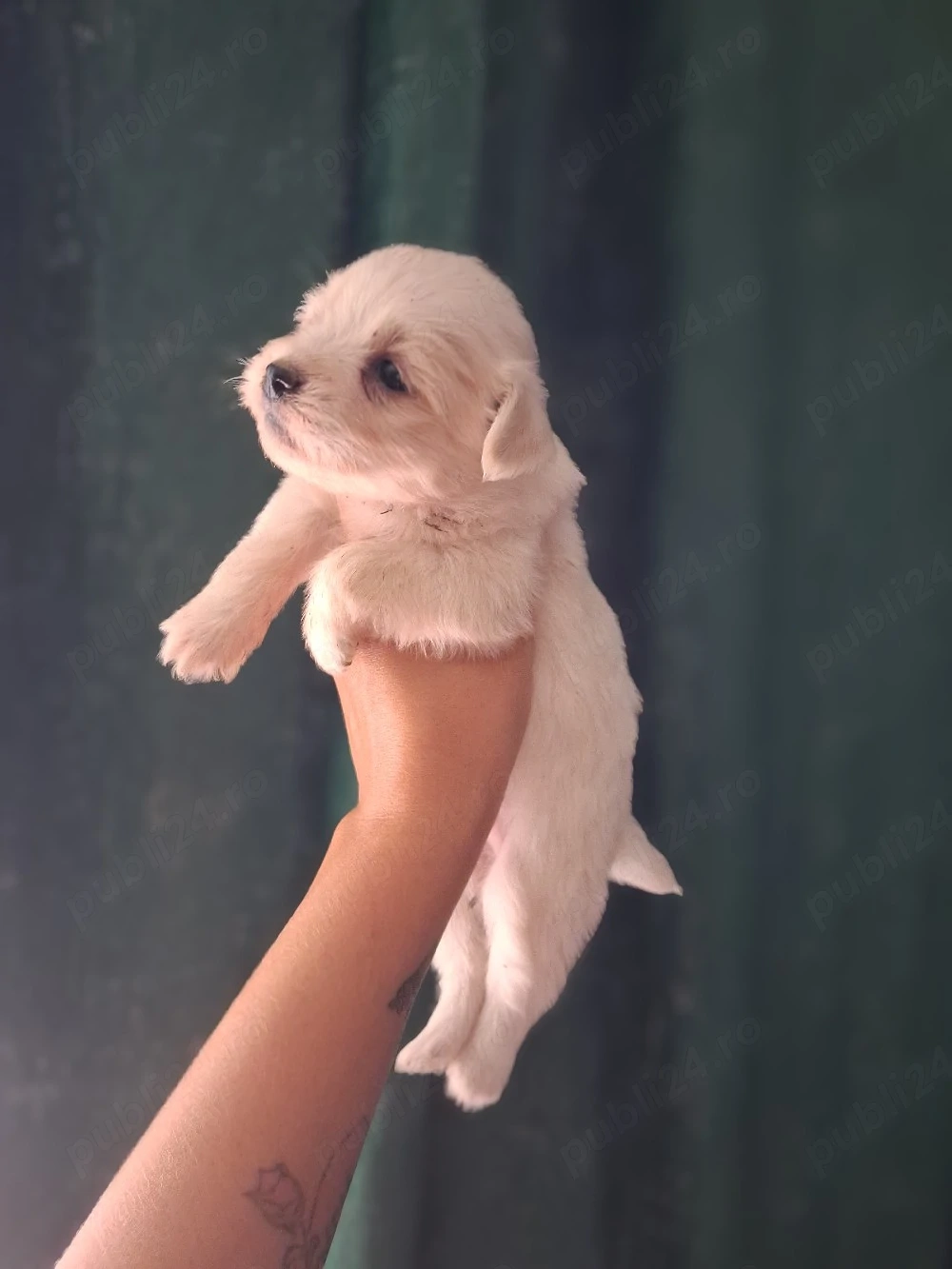 bichon cateluși superbi