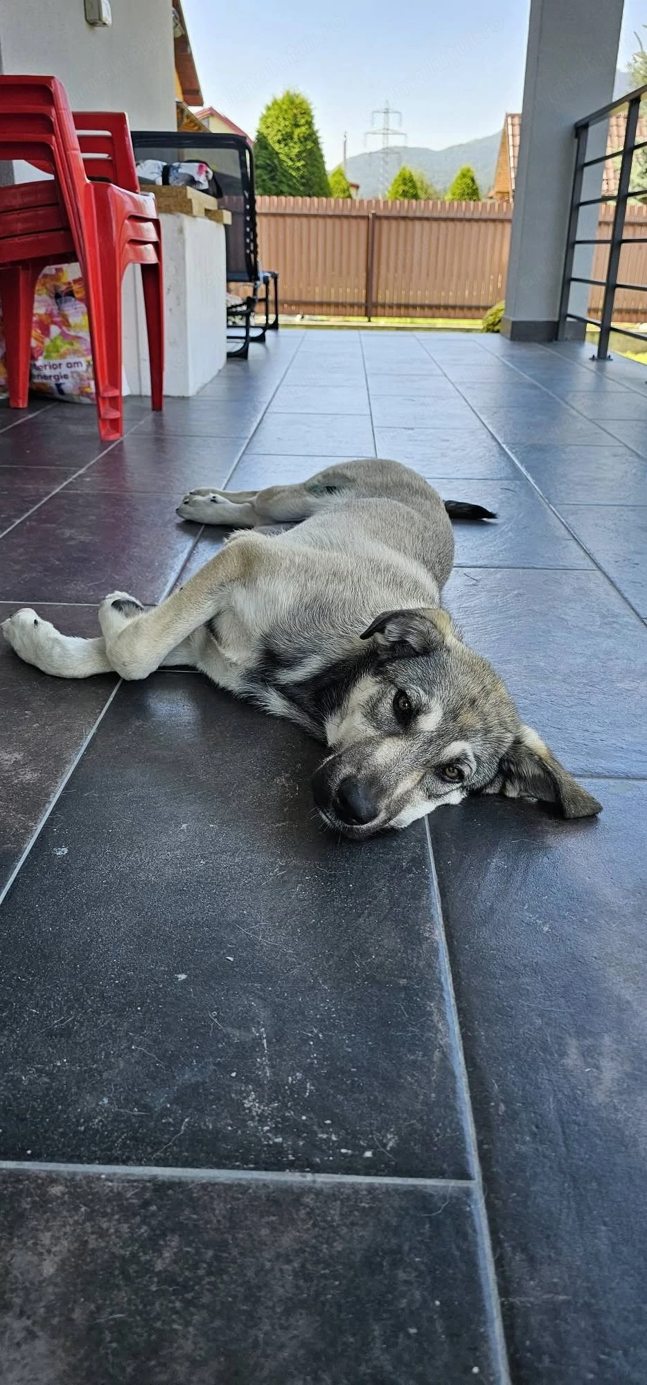 Kira isi cauta familie casa (adoptie)