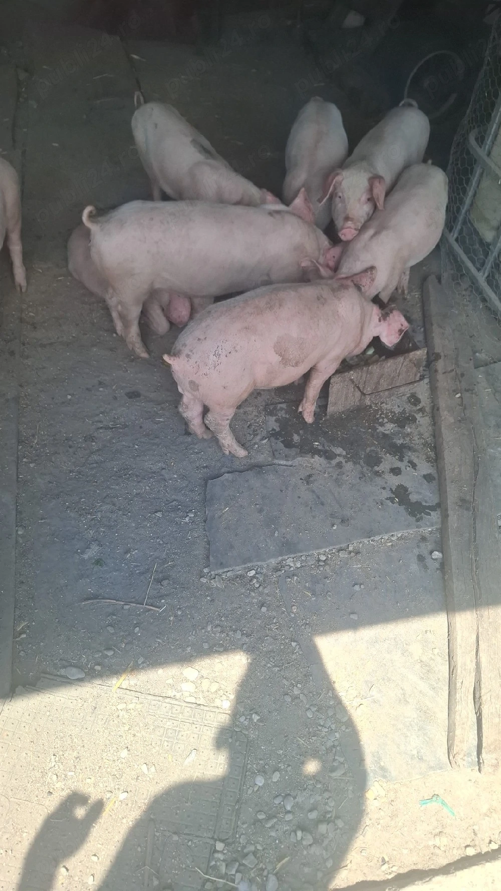 purcei de vanzare 