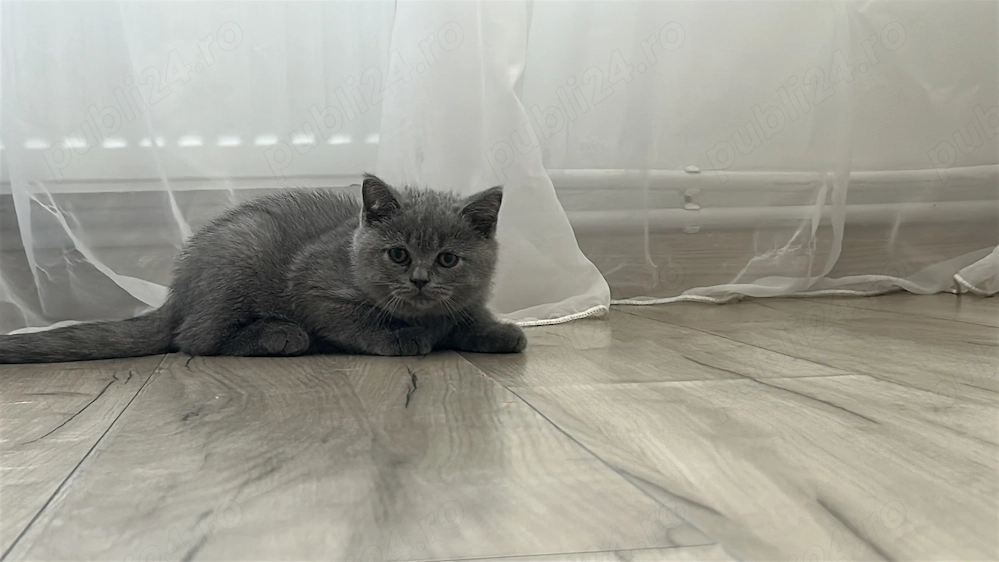  Puiuți British shorthair 