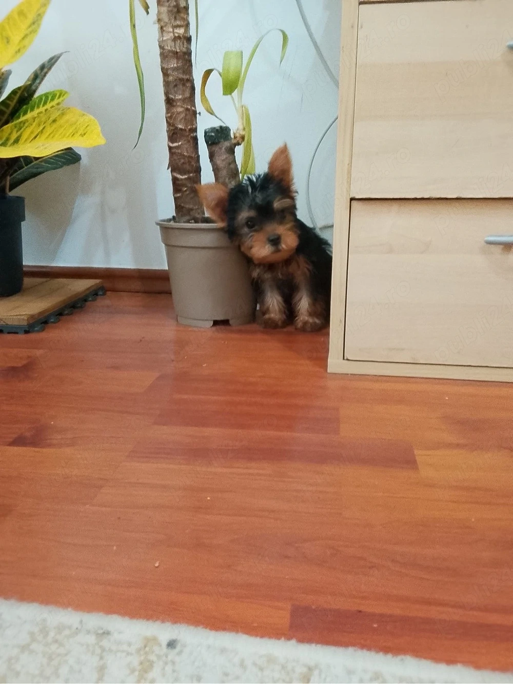 yorkshire terrier toy, 2 vaccinuri